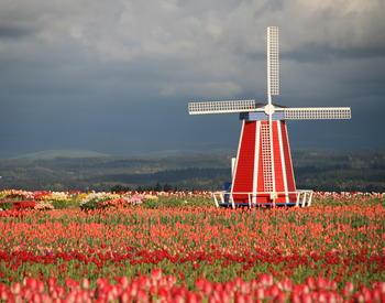 Betsy Hartly photo of windmill in tulip field