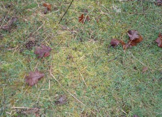An overhead view shows moss growing on a patch of pasture with a few leaves scattered around.