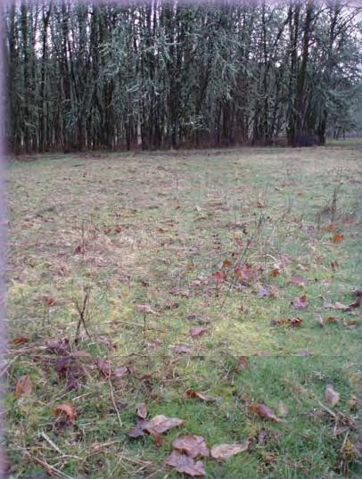 A pasture affected by moss growth. In the background is a stand of trees.
