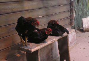 Three chickens roost together on a bench. Giving chickens an elevated place to sleep is important during wet weather.