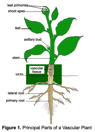 illustration of the principal parts of a vascular plant. Lateral roots branch out from the primary root. Inside the stem