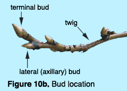 Photo of terminal bud and lateral or axillary bud. Terminal buds grow at the tip of a twig, while lateral buds branch ou
