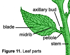 Illustration of leaf parts. A leaf consists of a blade and a midrib. The short stem that attaches it to the plant's stem