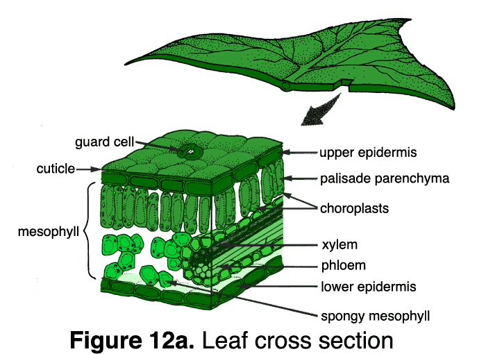 illustration of the cross section of a leaf. The outer layer is the cuticle, which contains the guard cells. Beneath tha