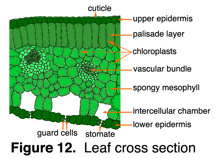 Closeup of the cross section of a leaf. The cuticle covers and protects the upper epidermis. Underneath are found the pa
