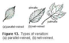 illustration of types of venation. In net-veined leaves, the veins run parallel to the midrib. In pinnate leaves, veins
