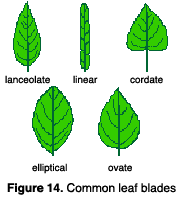 illustration of leaf blade shapes. Lanceolate leaves are longer than wide and taper toward the apex and base. Linear lea