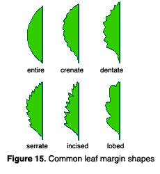 illustration of leaf margin shapes. Entire leaves have smooth edges. Crenate leaves have rounded teeth. Dentate leaves h
