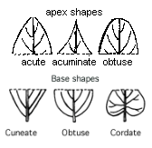 illustration of leaf apex and base shapes. Acute leaves in in a sharp, acute angle. Acuminate leaves taper to a long, na