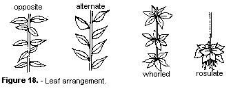 illustration of leaf arrangement. Opposite leaves are positioned in pairs across the stem from each other. Alternate lea