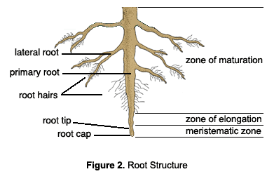 illustration of root structure, showing lateral and primary roots, root hairs, root tip and root cap. The zone of matura