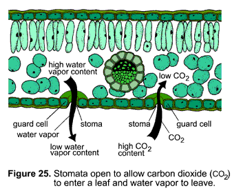 An illustration shows how a plant's stomata and guard cell opens and high water vapor content leaves the plant to an are