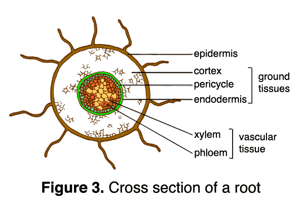 illustration of the cross section of a root, showing epidermis on outer ring, the vascular tissue (xylem and phloem) in