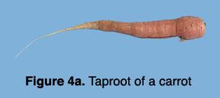 photo of a carrot taproot