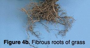 photo of fibrous roots of grass