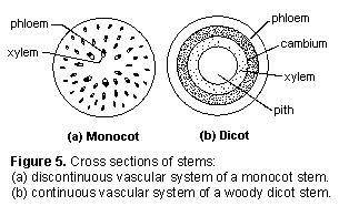 illustration of the cross section of monocot and dicot stems, showing vascular systems. In a monocot, xylem and phloem a