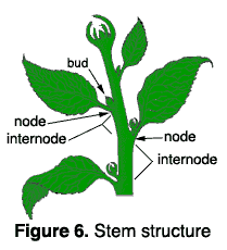 illustration of stem structure, showing buds, nodes and internodes. Leaves arise from the stem at nodes, and the place w
