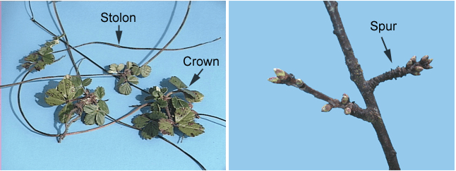 photo of diversified aboveground stem development. A stolon is an elongated, horizontal stem, often growing along the so