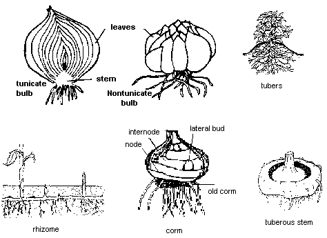 Diversified below-ground stem types. A bulb is a shortened stem surrounded by fleshy scales, which are leaves. Tunicate