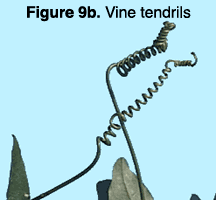photo of vine tendrils
