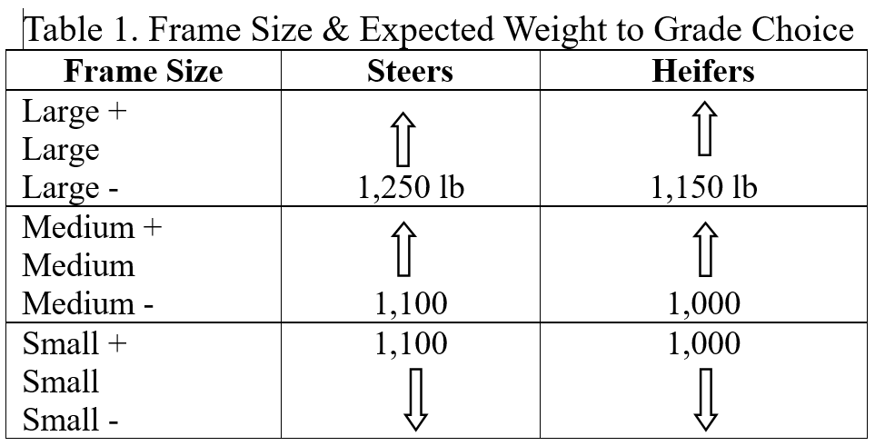 Table shows frame size of beef cattle and their expected weight to grade. For large-frame steers, it is 1,250 pounds and up; for heifers, it is 1,150 pounds and up. For medium-frame steers, it is 1,100 pounds and up; for heifers it is 1,000 pounds and up.