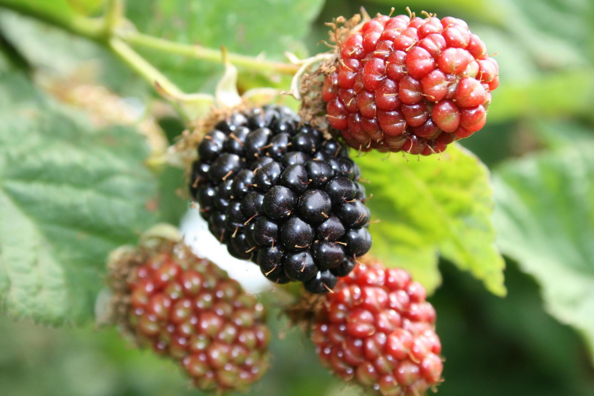developing and ripe blackberries