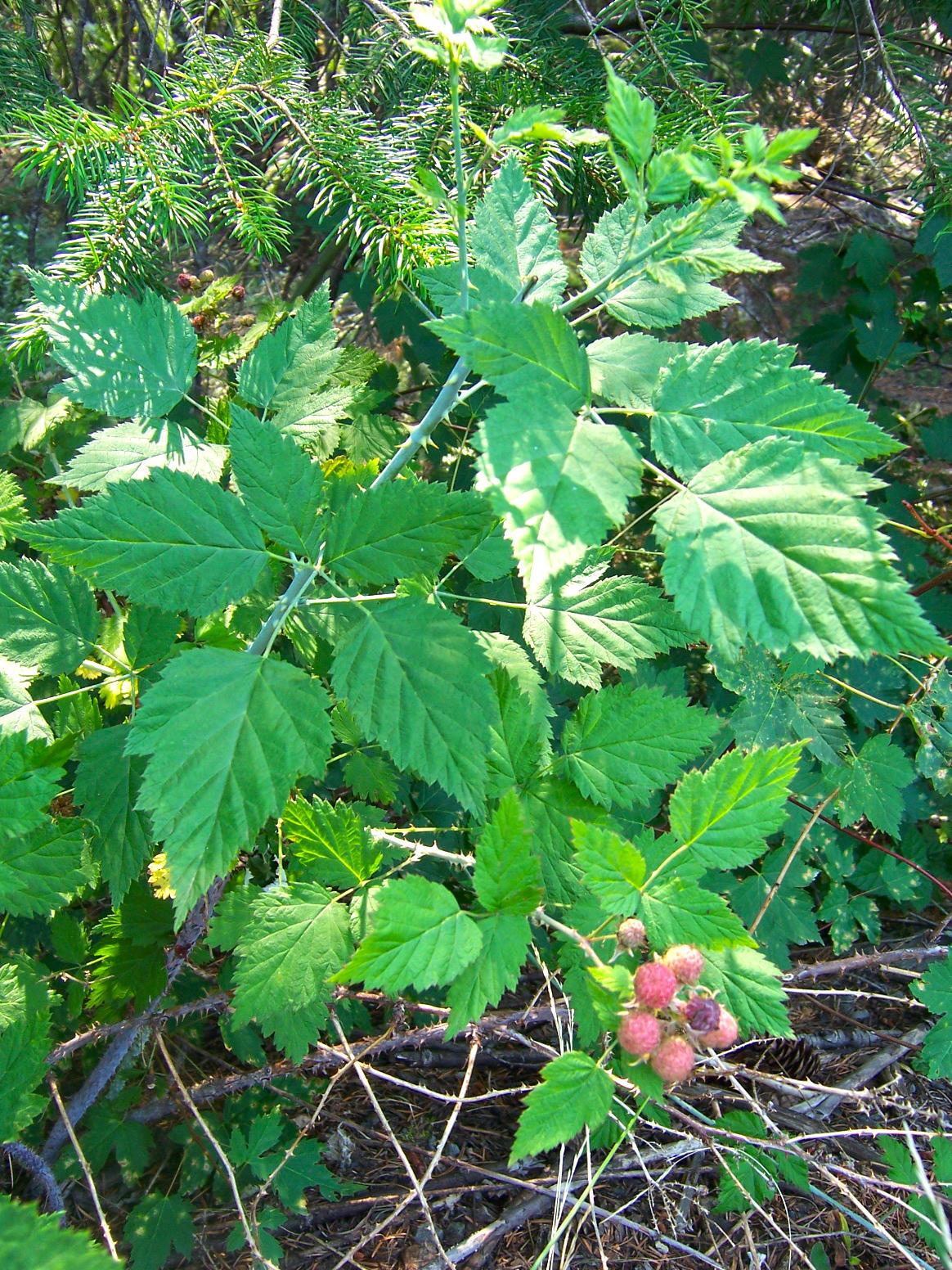 Native black raspberry showing immature fruit and characteristic purple canes with spines