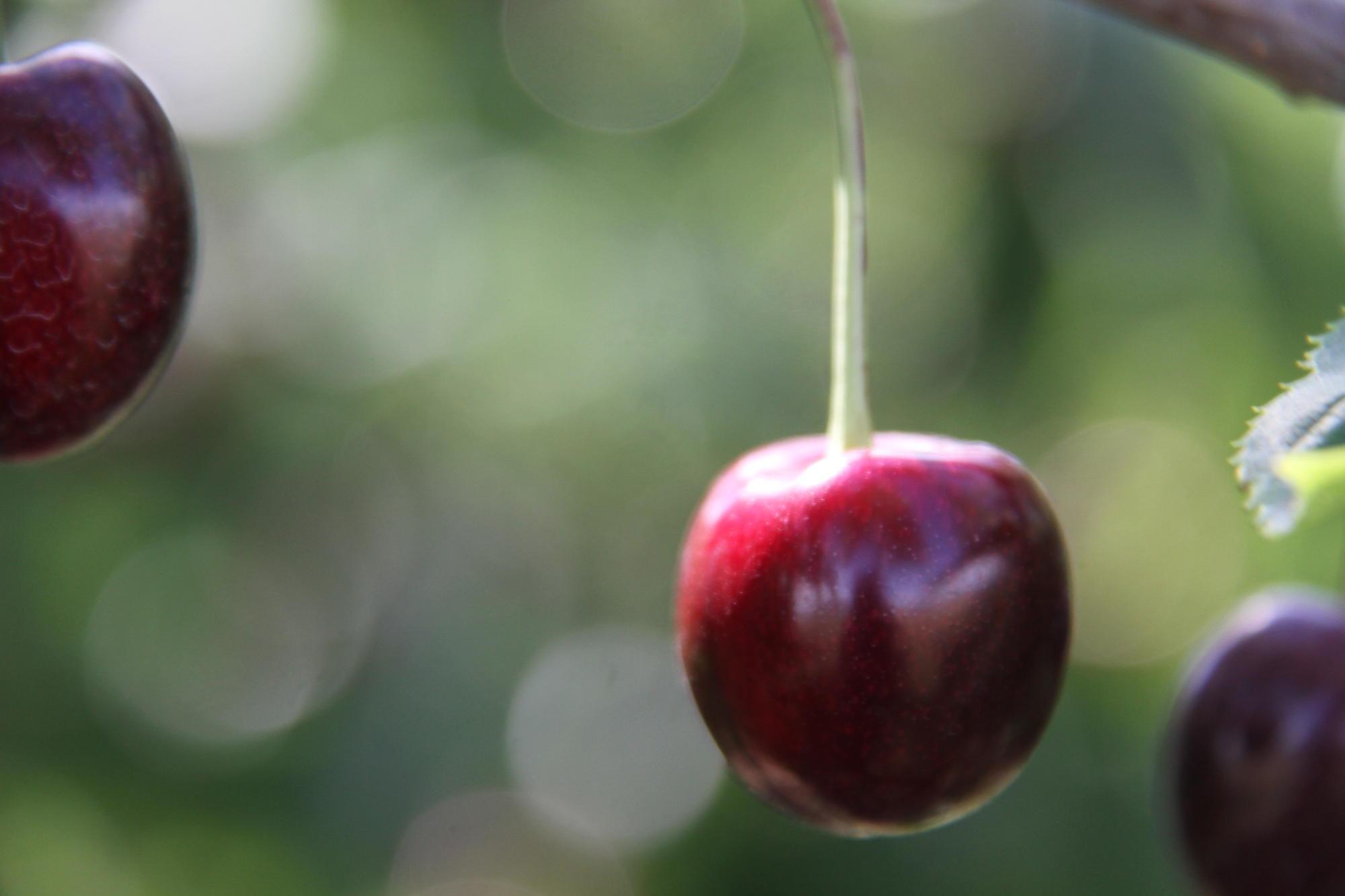 Cherry growing in a tree