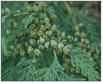 small green berries on conifer