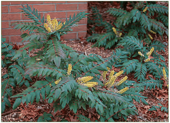 Low-growing plant with spiky leaves and bright yellow flowers