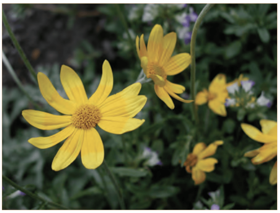 yellow composite flowers