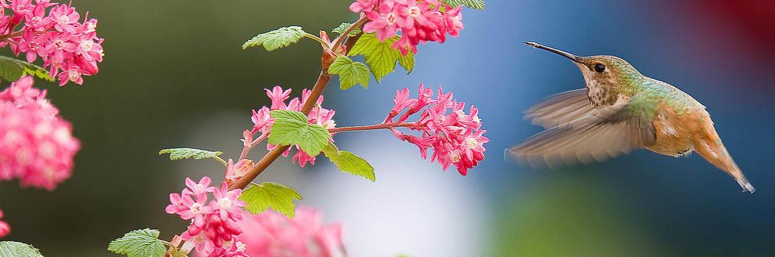 hummingbird hovers next to pink flowers