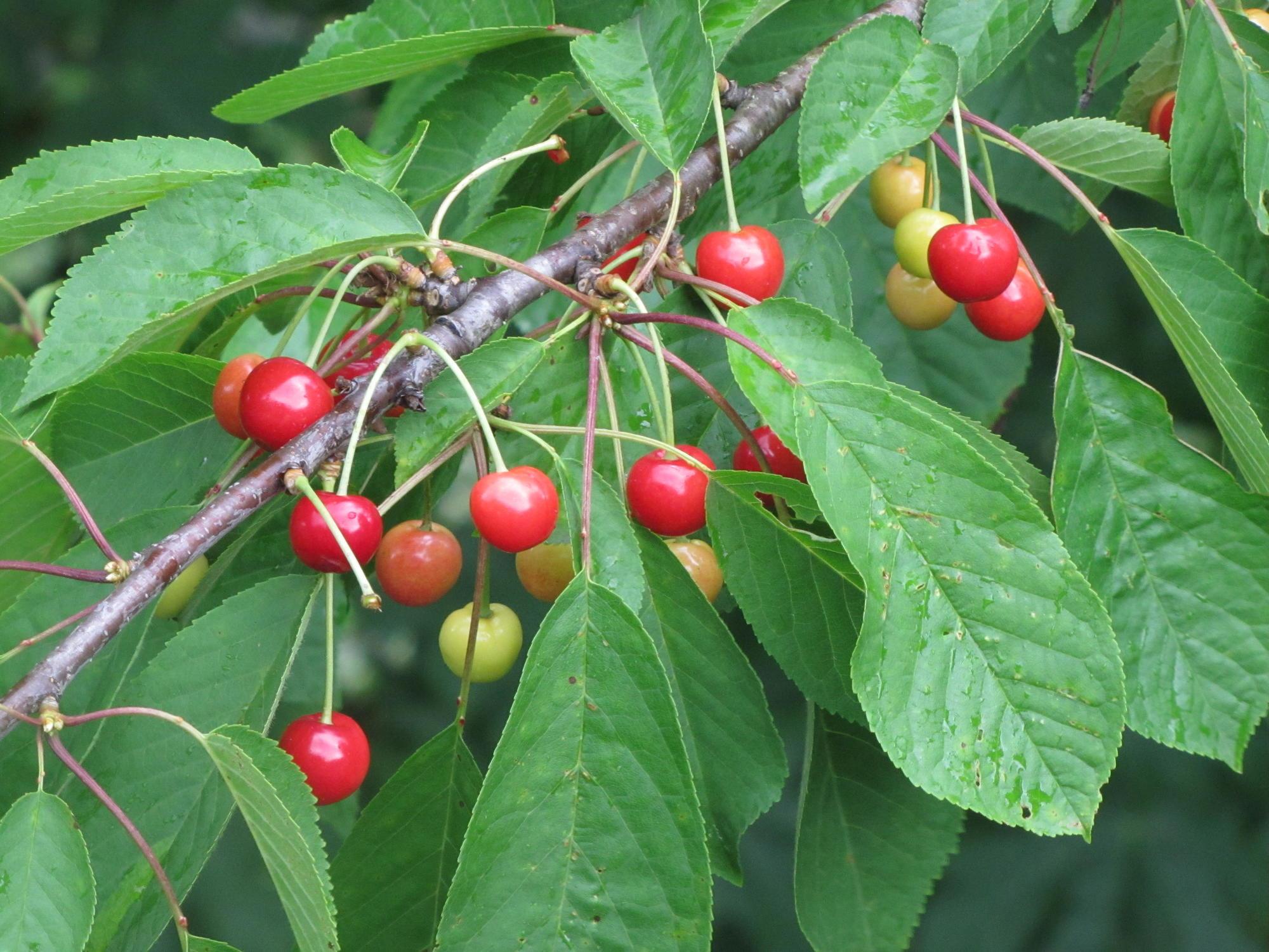 small red cherries on tree limb