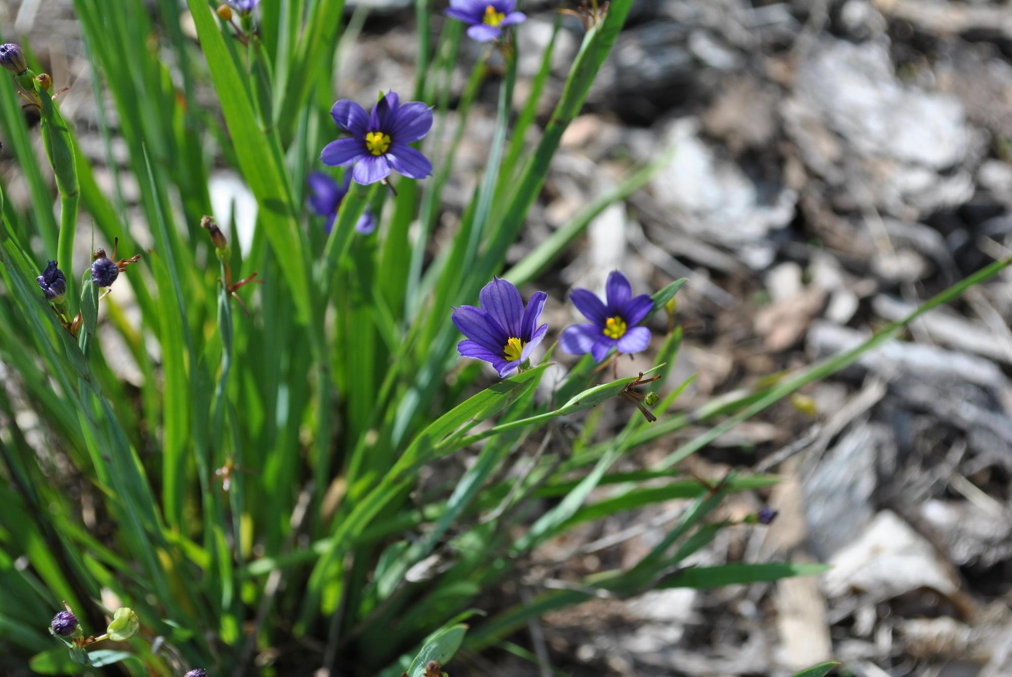 bright blue/purple flowers with yellow centers on grass-like stalks