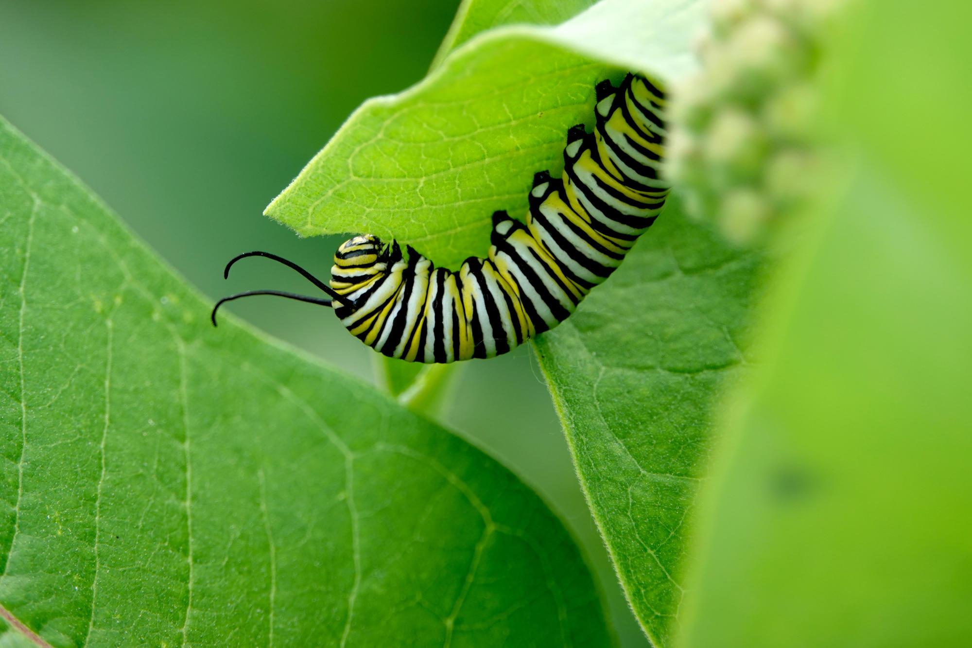 striped caterpillar eating leaf