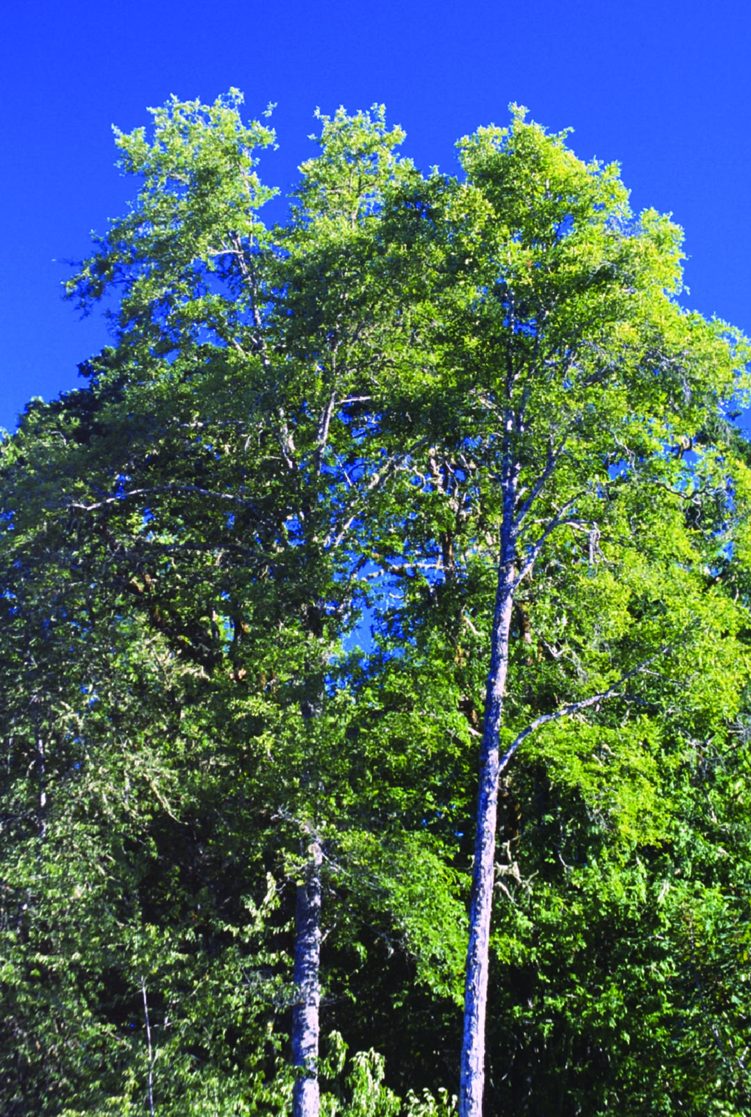 two green deciduous trees with light gray bark against blue sky
