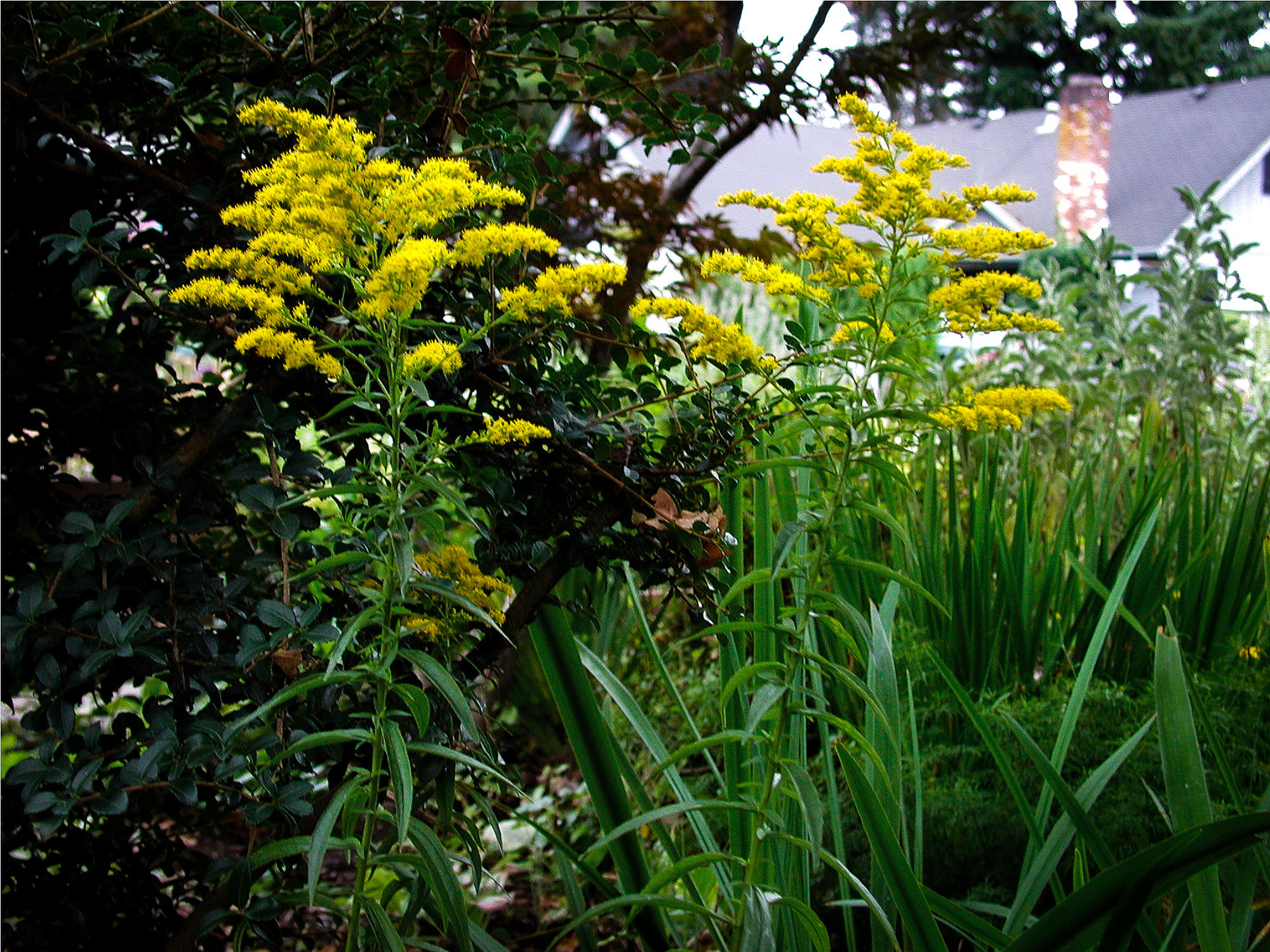 many tiny bright yellow flowers on green stalks