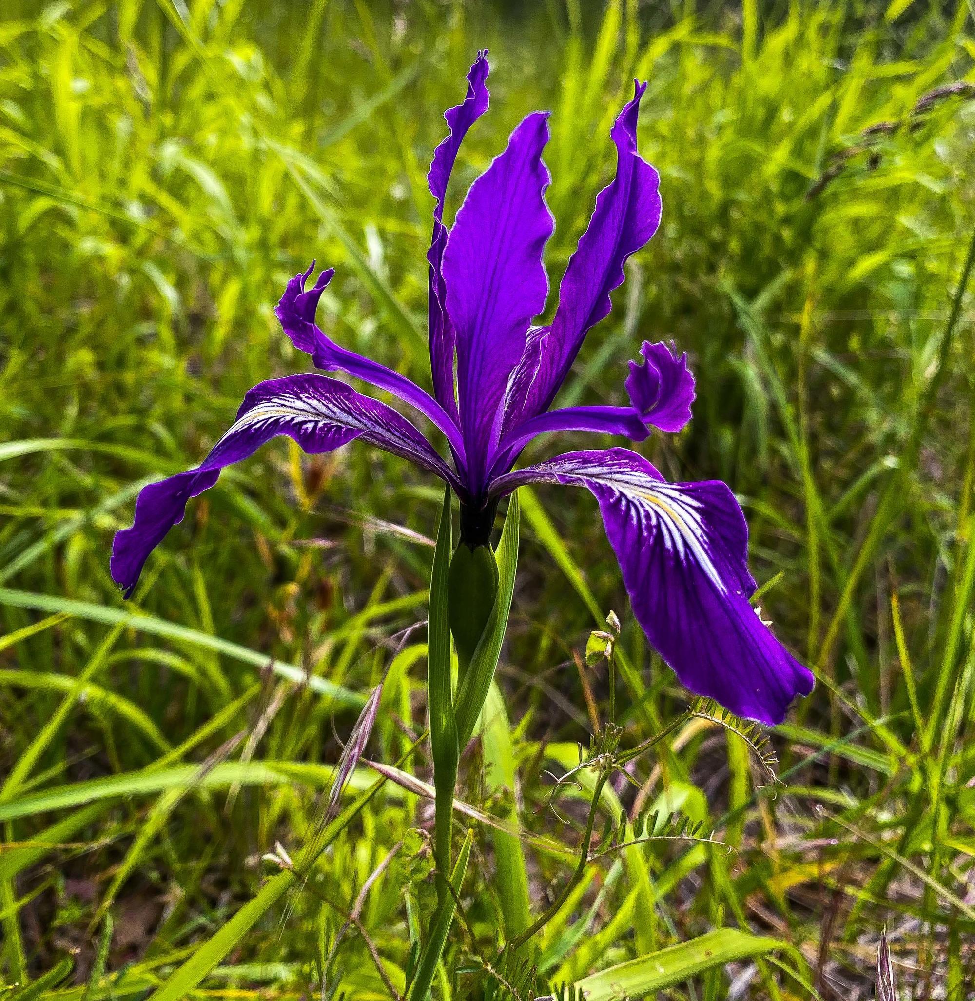 bright purple iris flower against green grasses