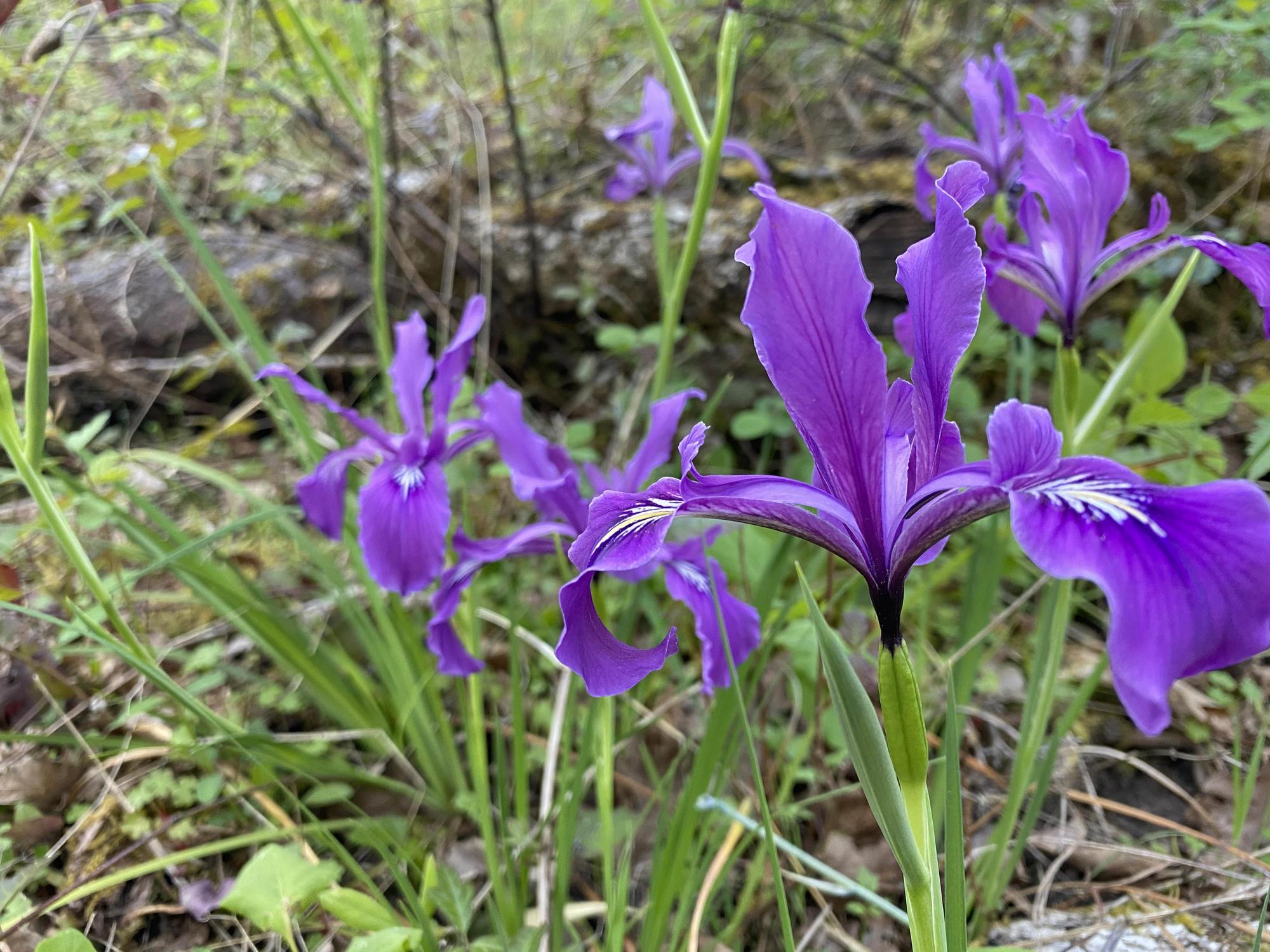 bright purple iris flowers