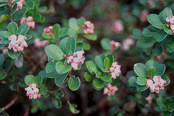 prostrate plant with rounded green leaves and pale pink, bell-shaped flowers