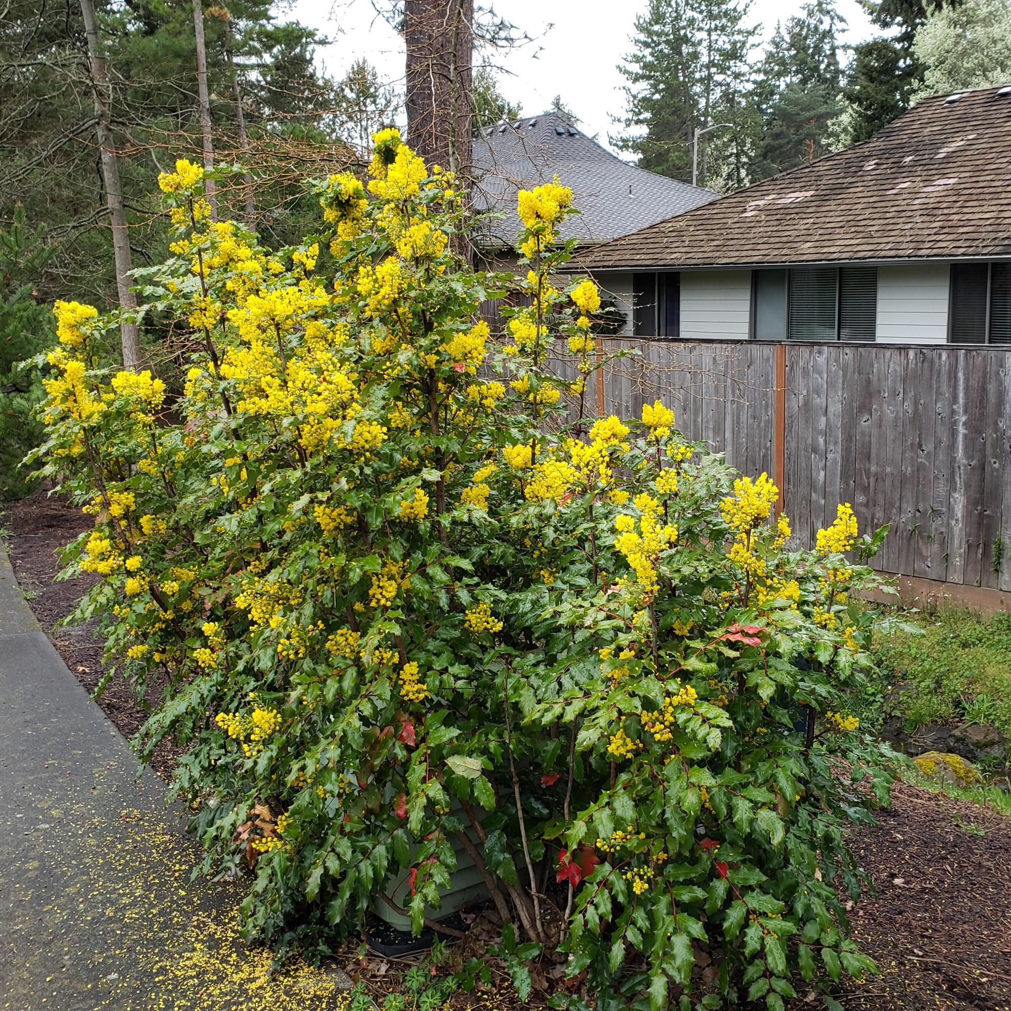 tall shrub with spiky leaves and bright yellow flowers