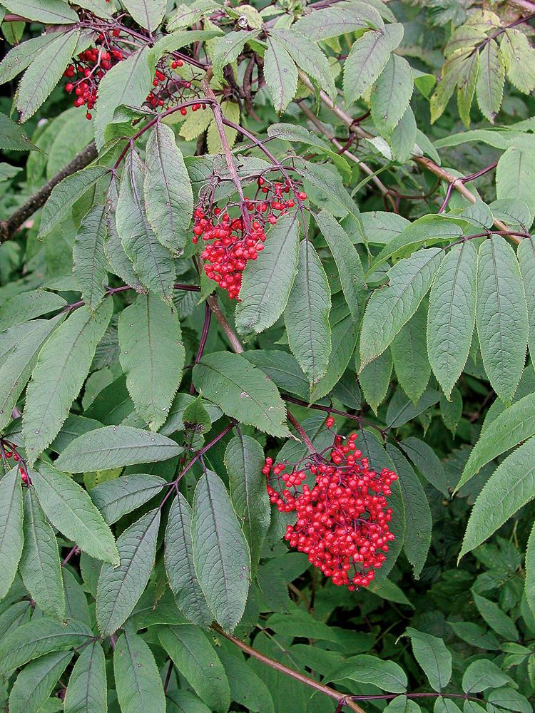 red berries with green leaves