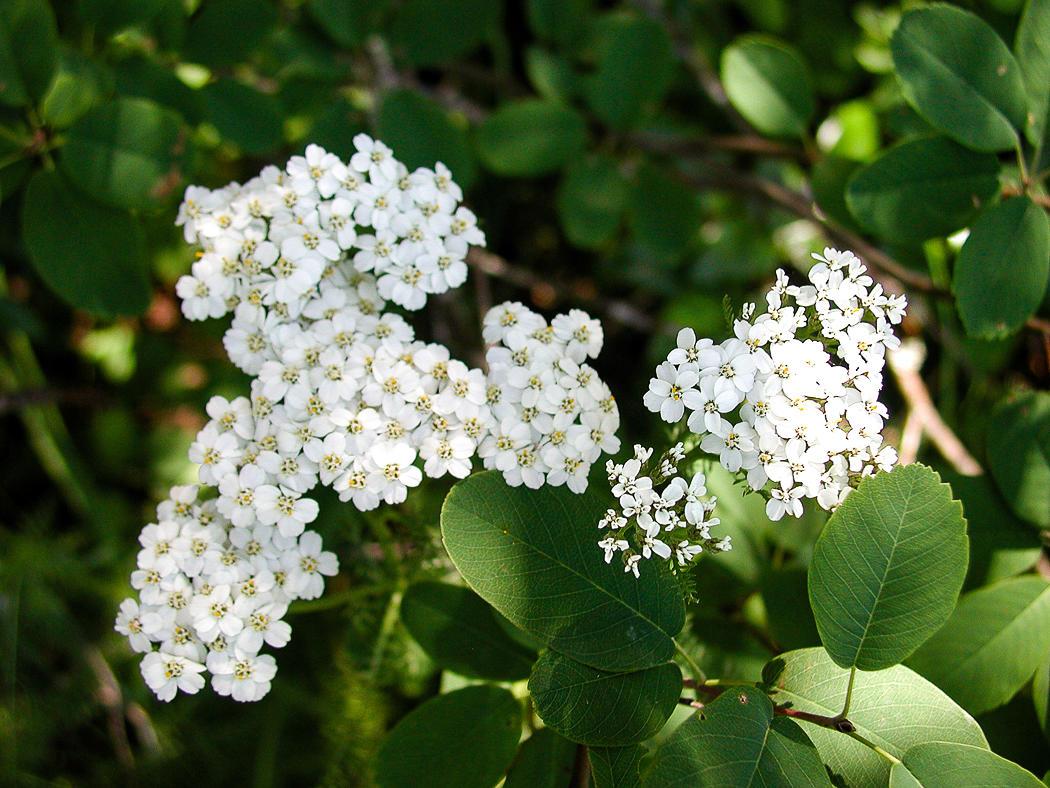 clumps of tiny white flowers
