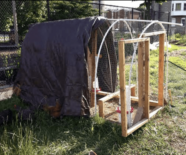A chicken enclosure (coop) can be a simple construction. Coops should be adequately sized for the flock and kept orderly.
