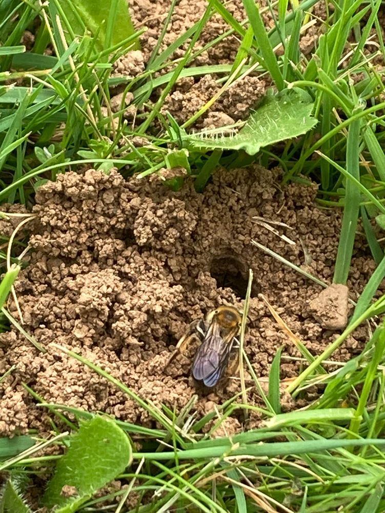 An image of a bee next to a hole burrowed into the soil and blades of grass.