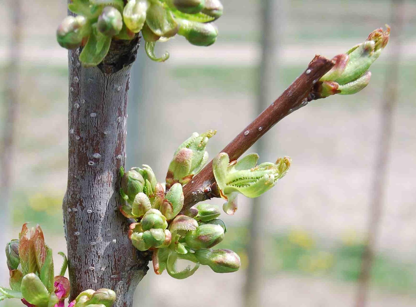 A close-up of buds at the base of a cherry tree branch.