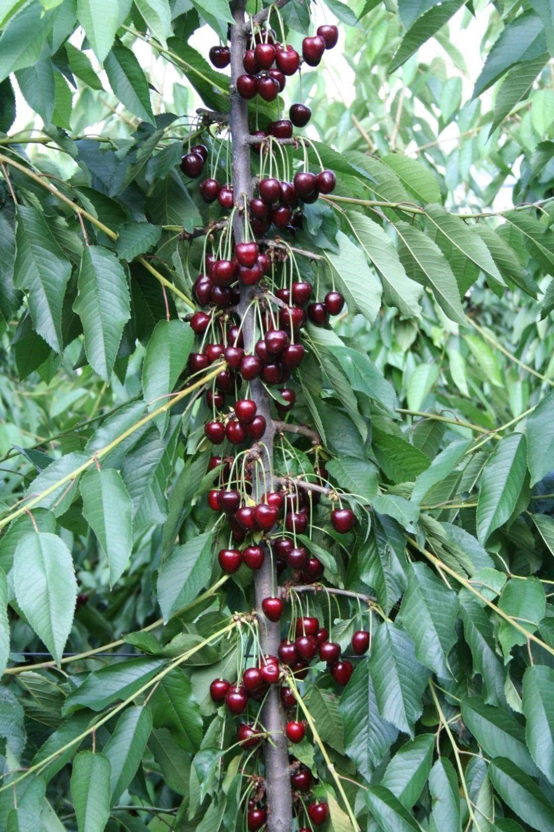 Clusters of cherries growing from a single branch.