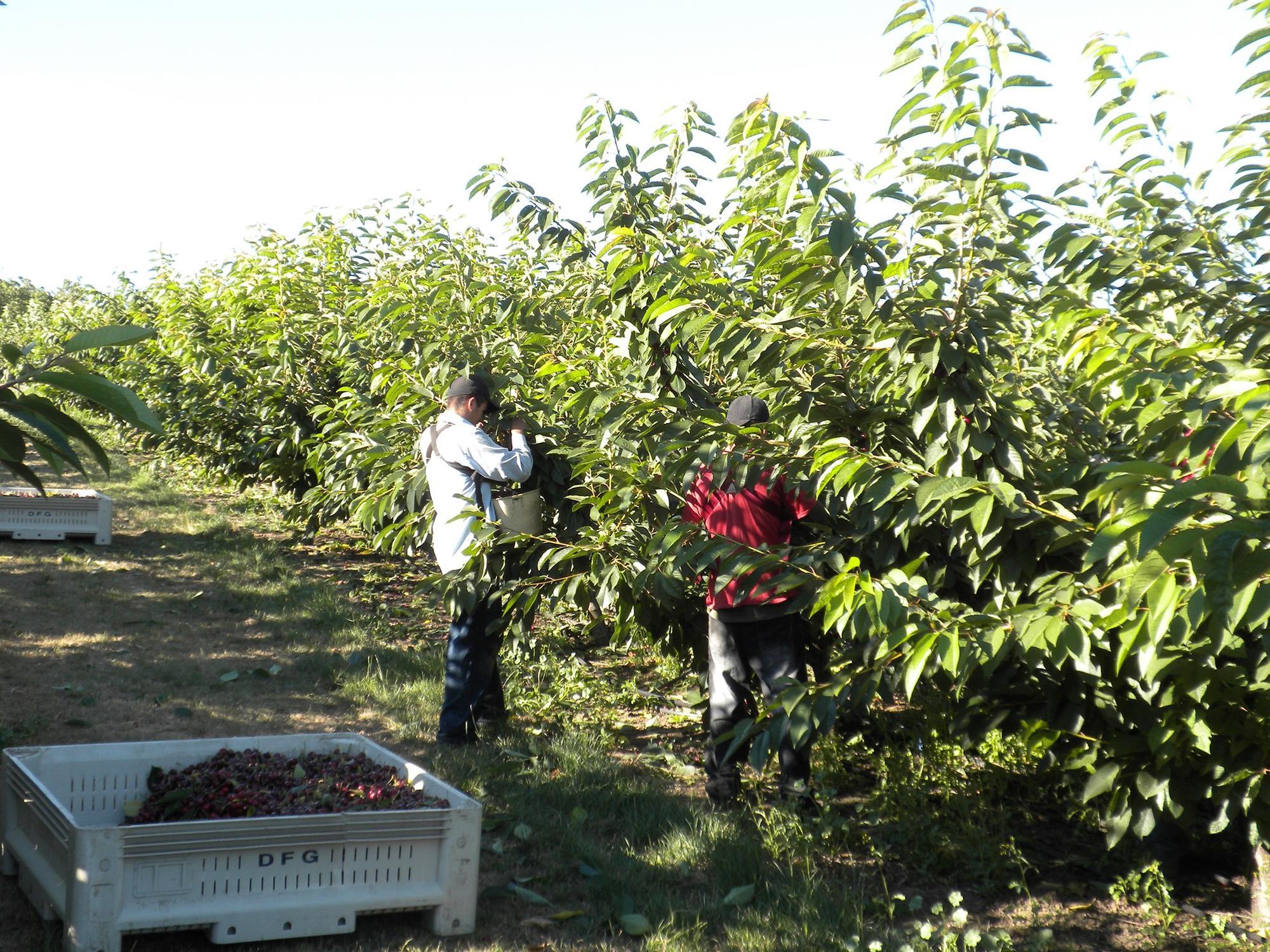 Workers pick cherries in an orchard.