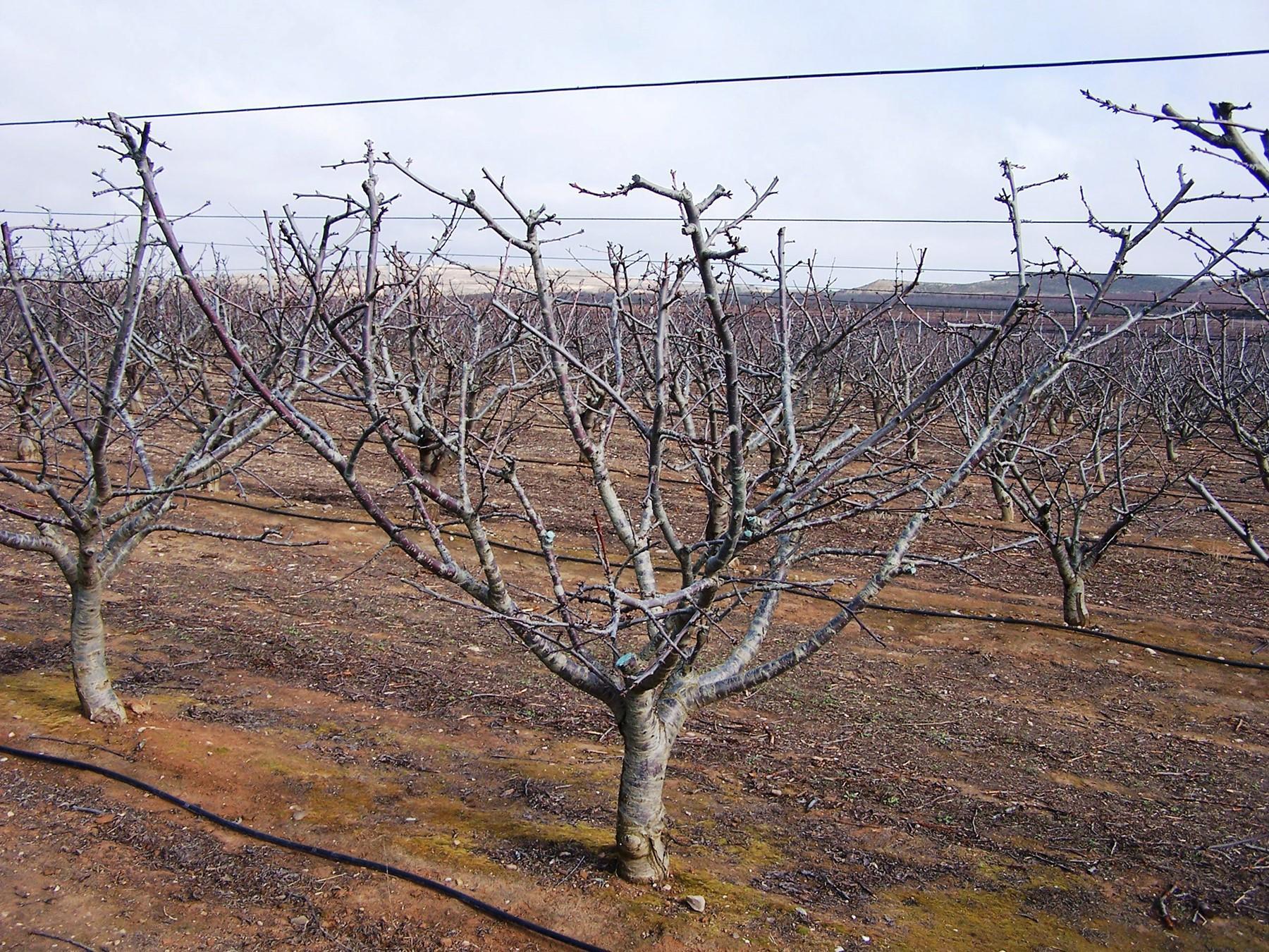 Dormant cherry trees in an orchard.