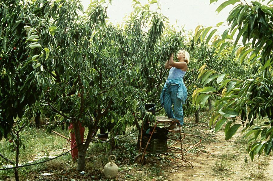 a woman stands on a platform picking cherries